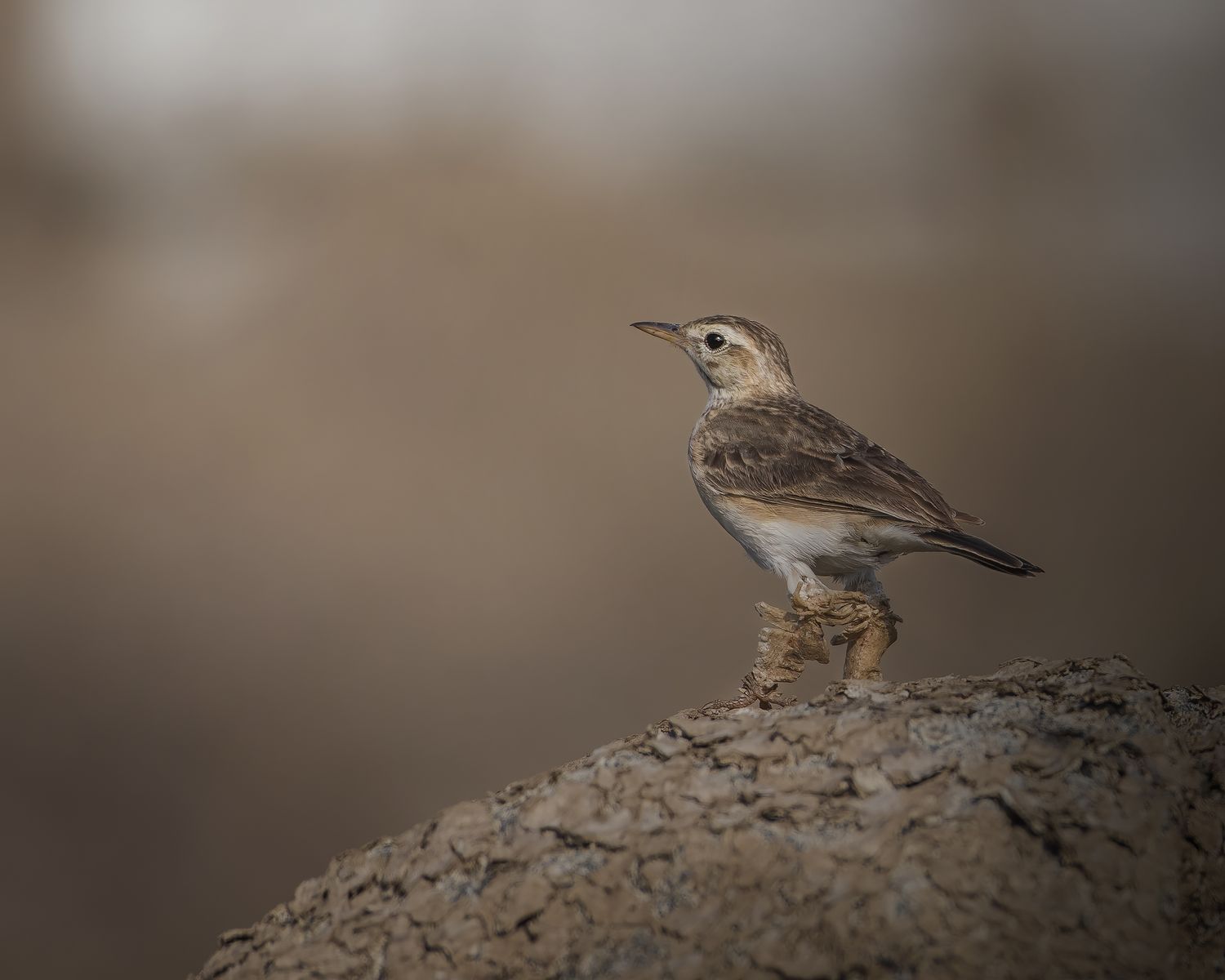 Birds 326
