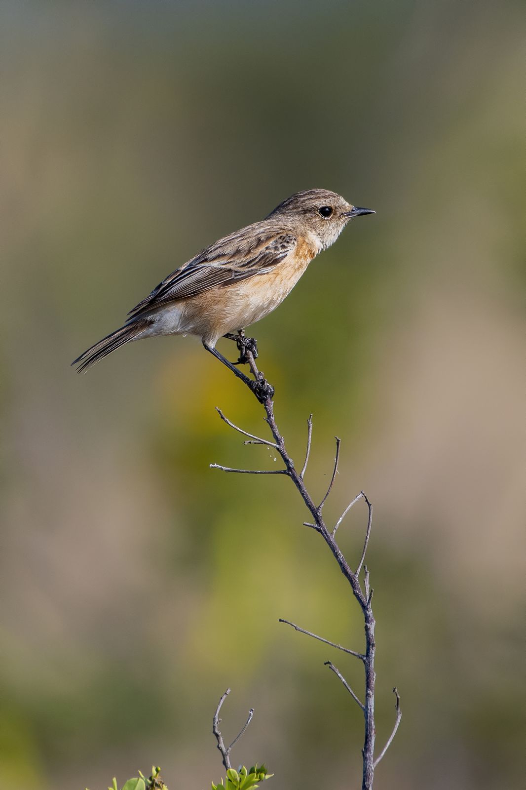 Birds 328