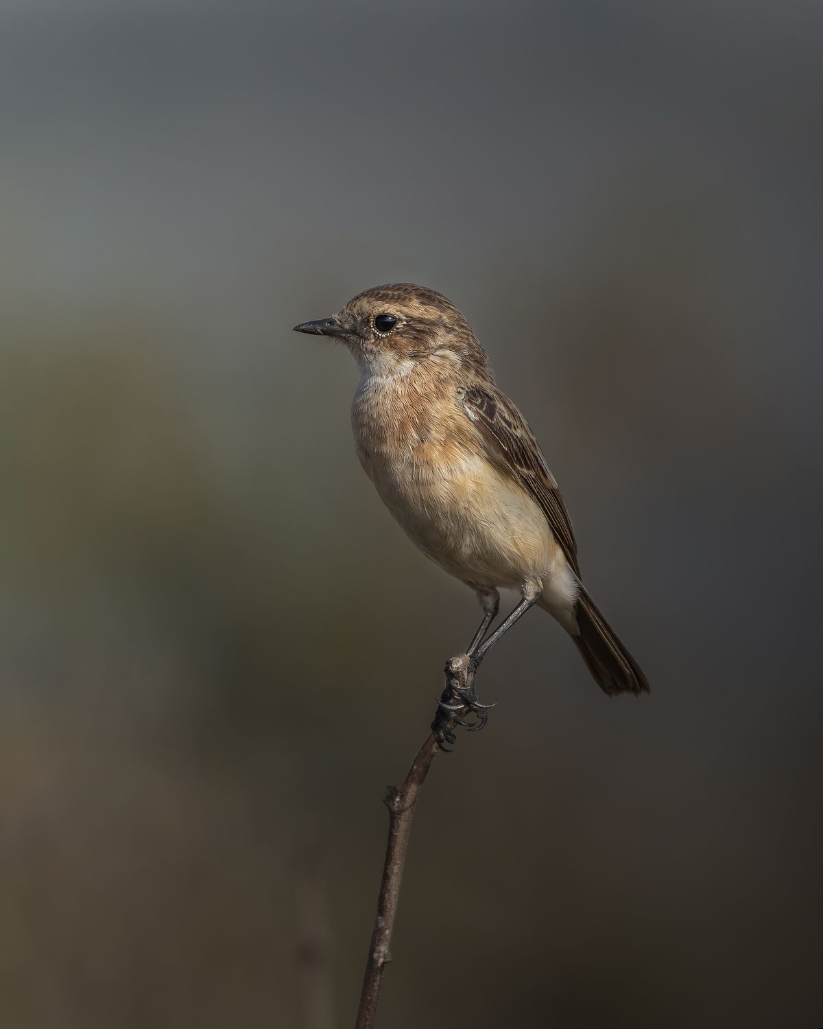 Birds 329