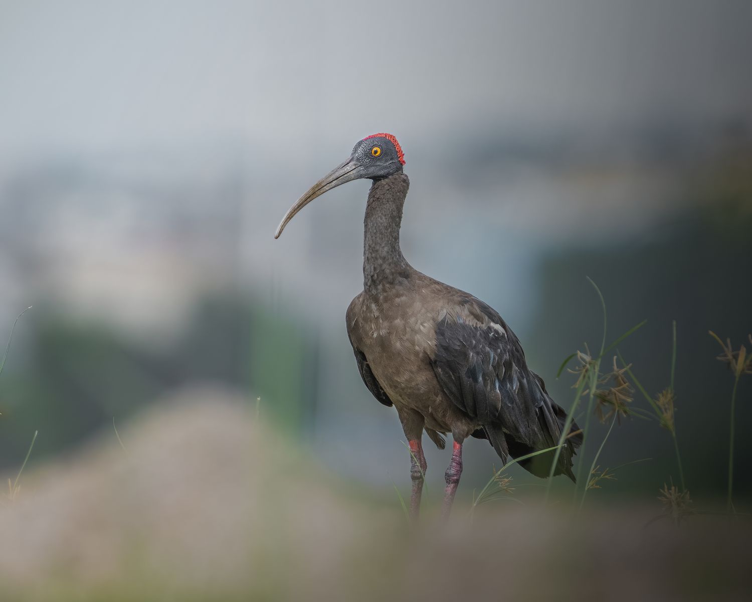Birds 331