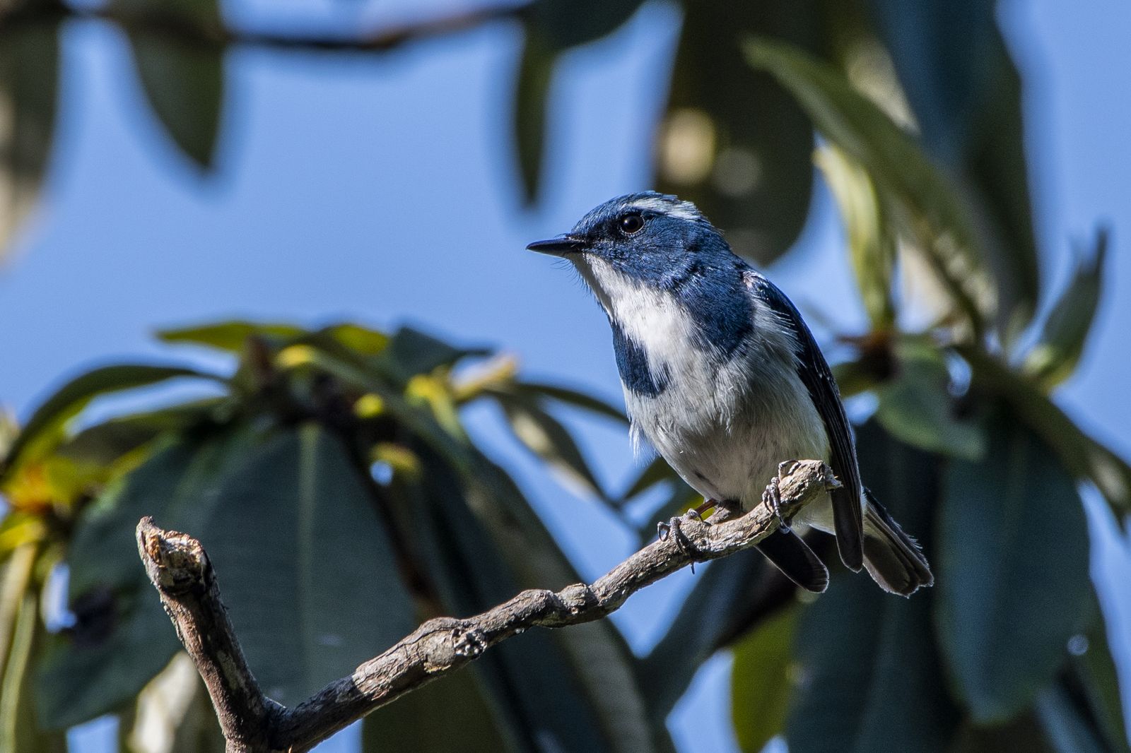 Birds 332