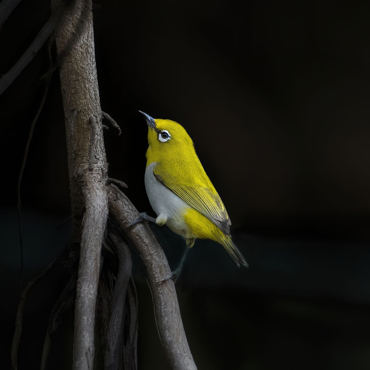 Birds 334