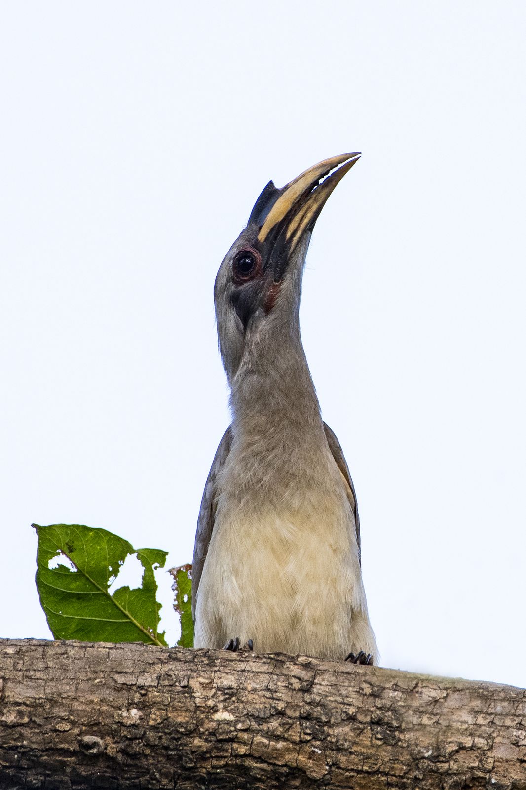 Birds 335
