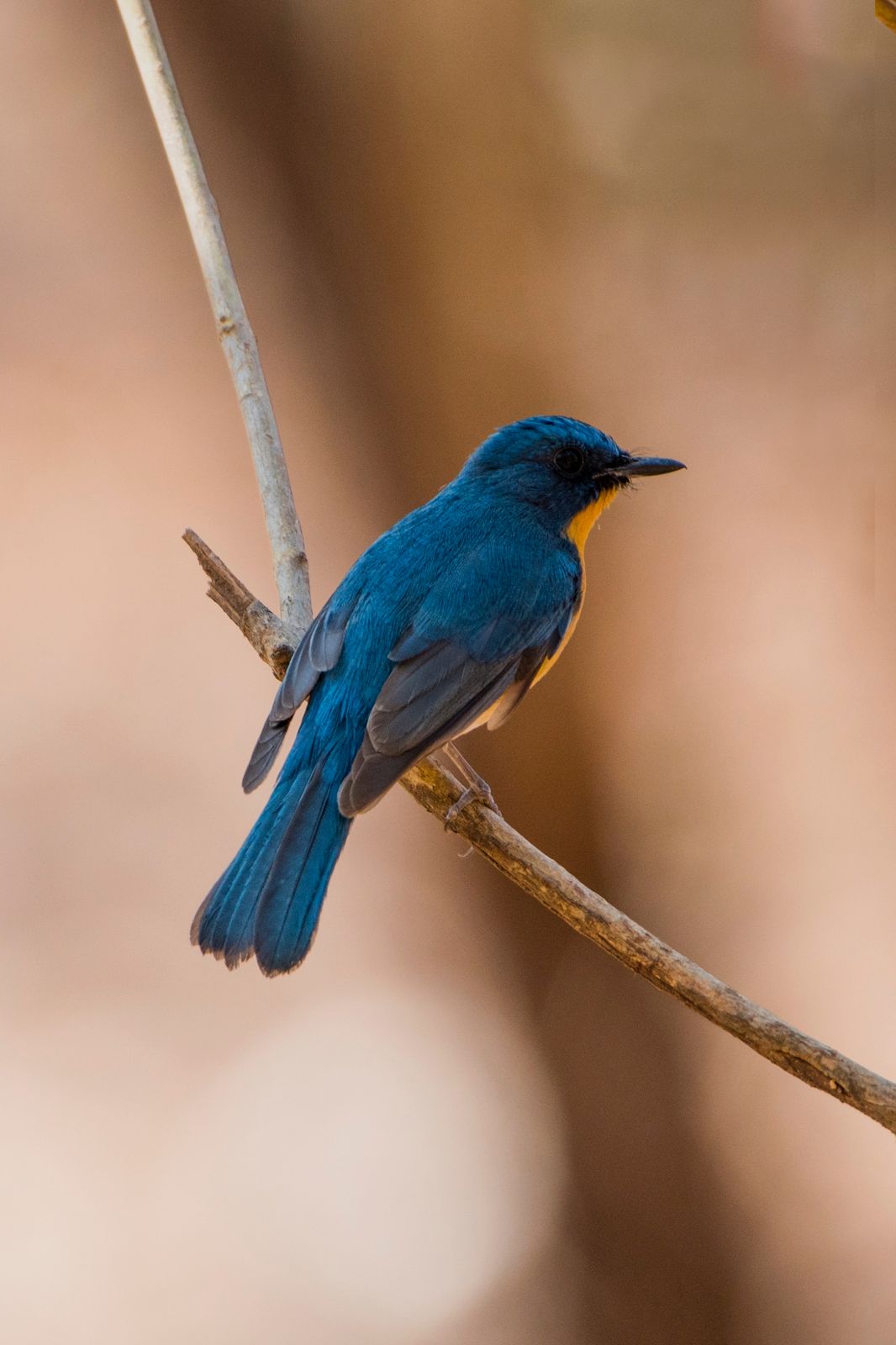 Birds 337