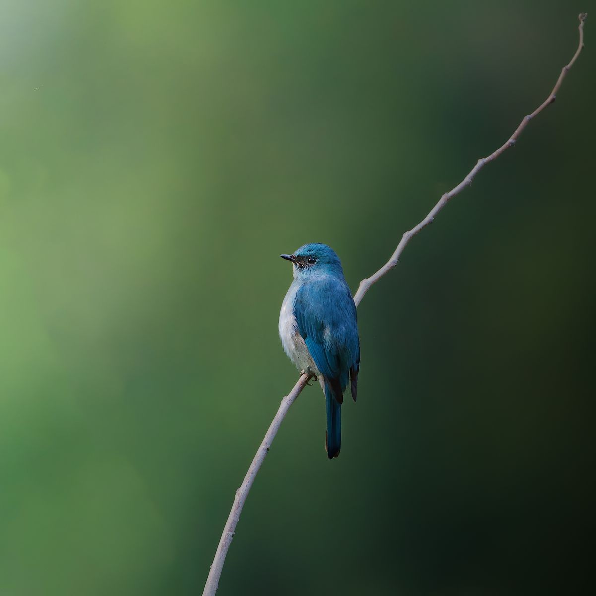 Birds 338