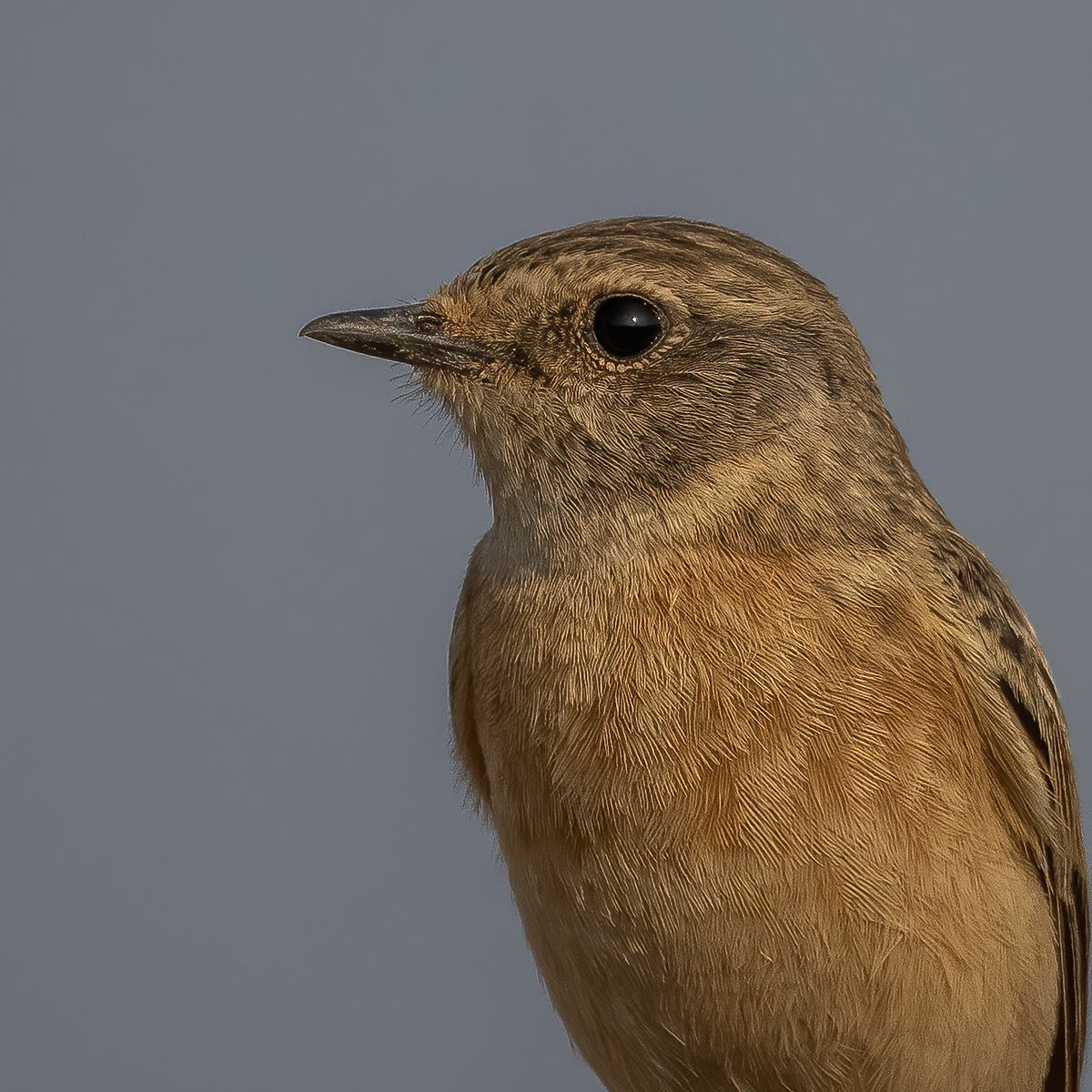 Birds 339