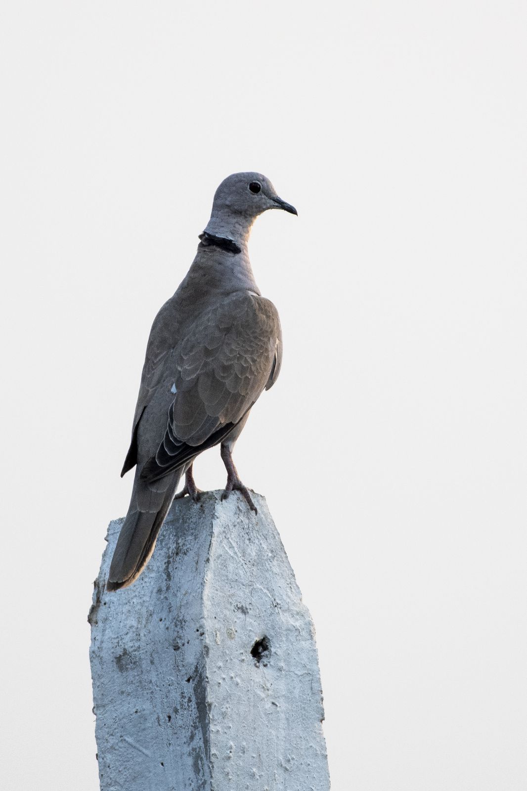 Birds 340