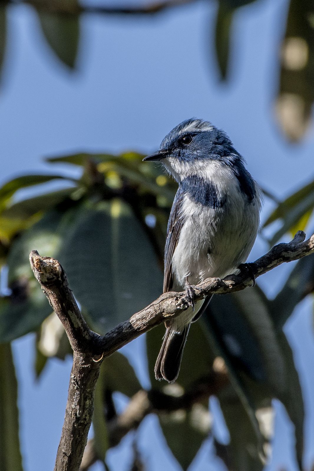 Birds 341