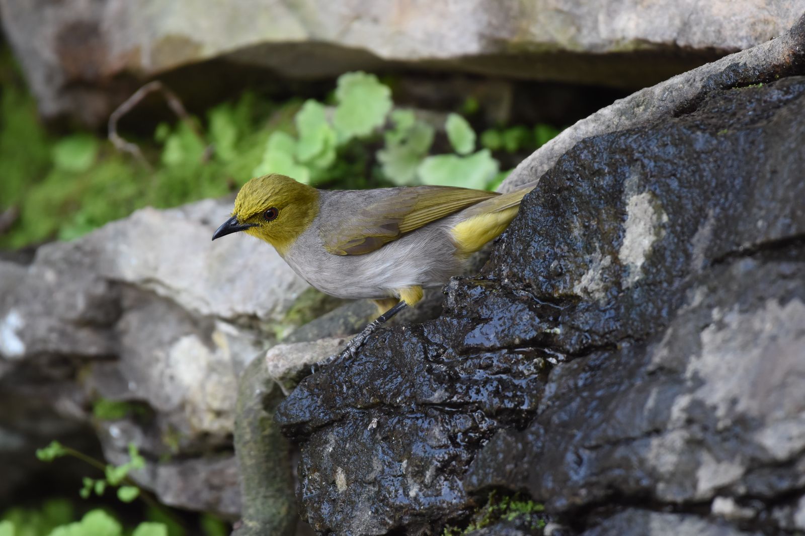Birds 342