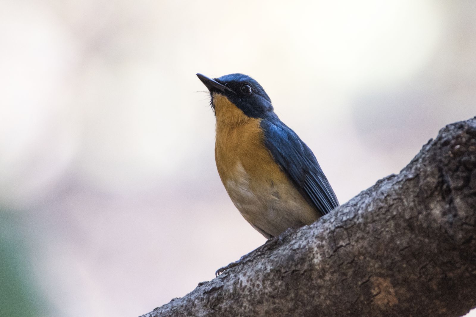 Birds 344