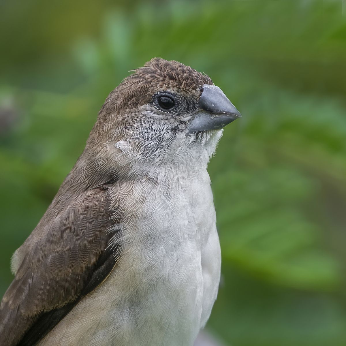 Birds 346
