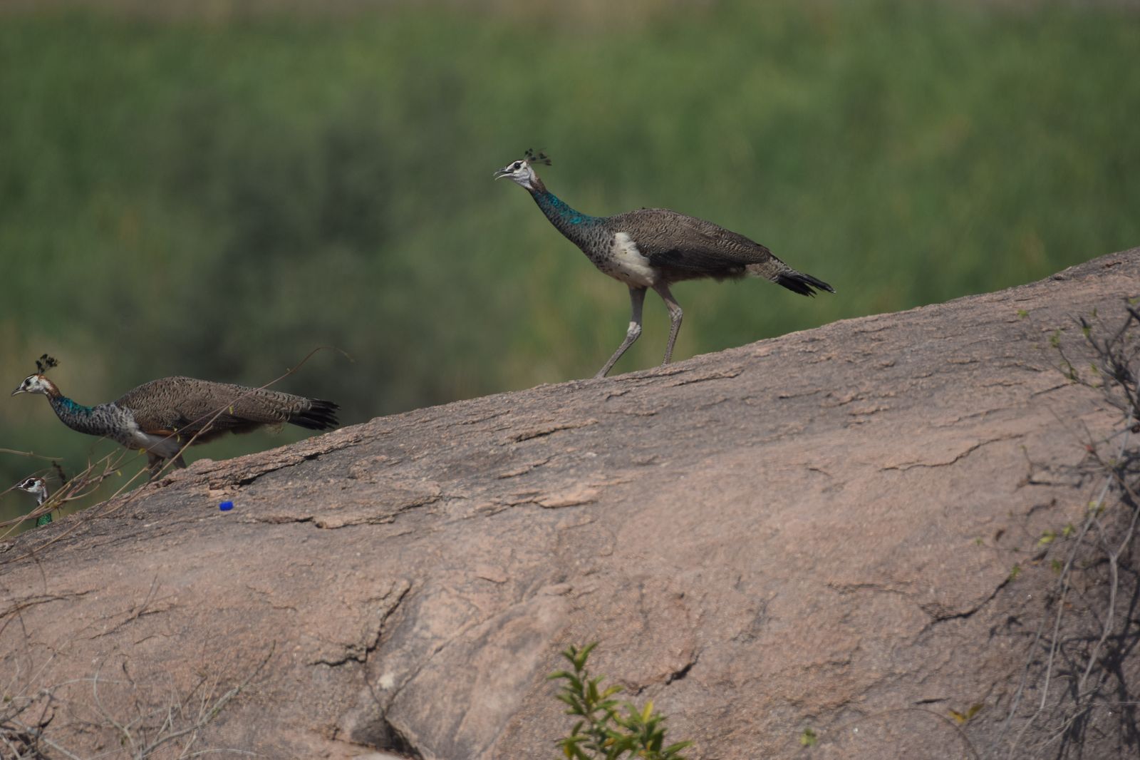 Birds 347
