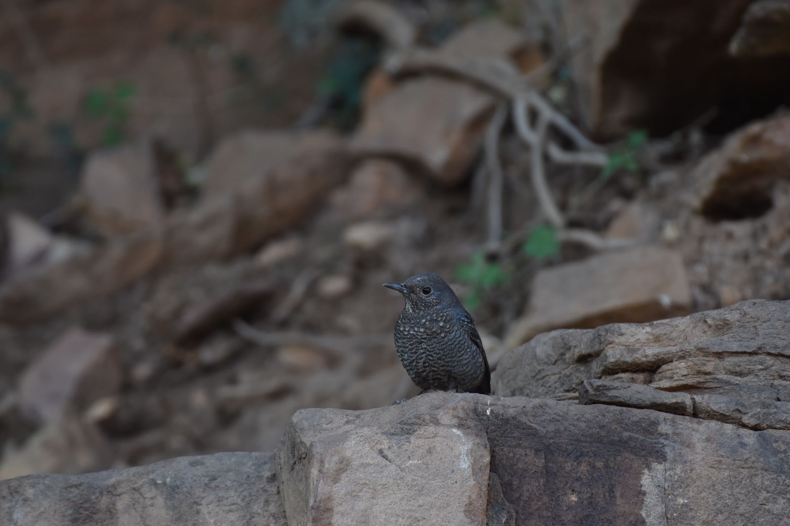 Birds 349