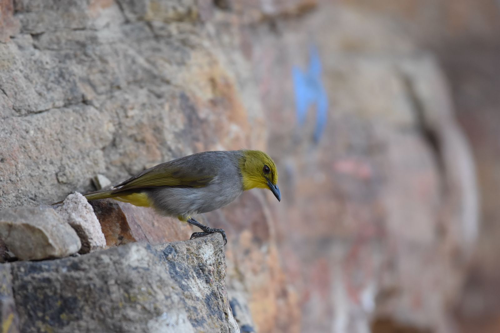 Birds 351