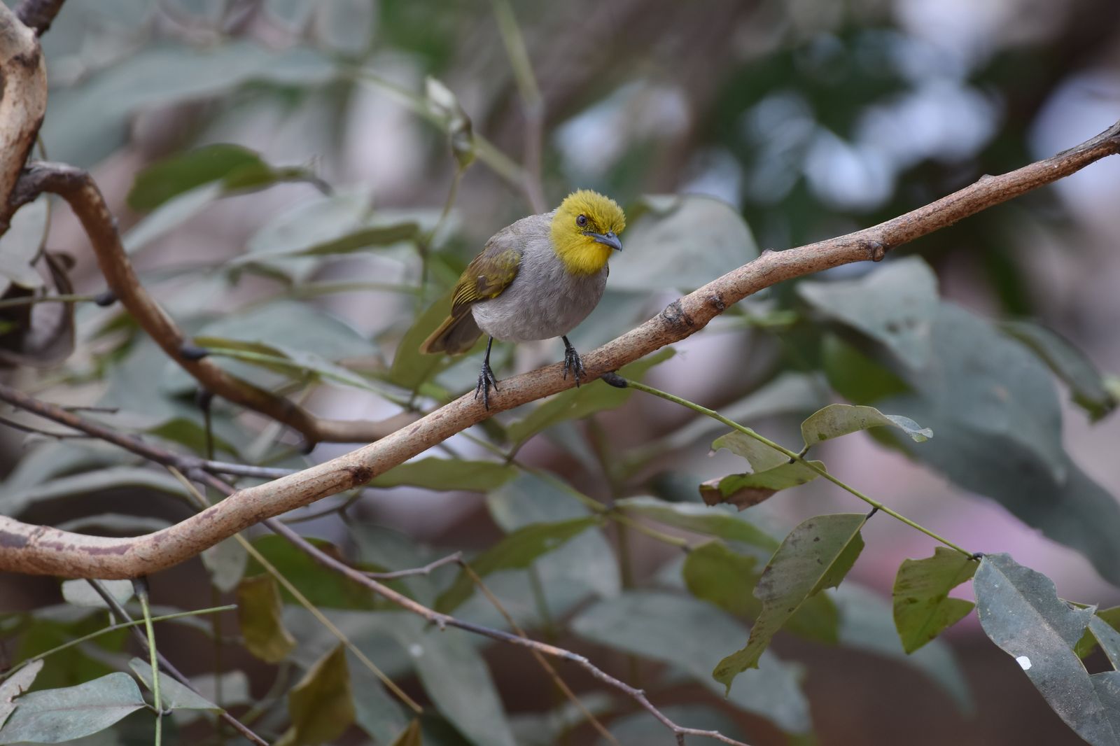 Birds 353