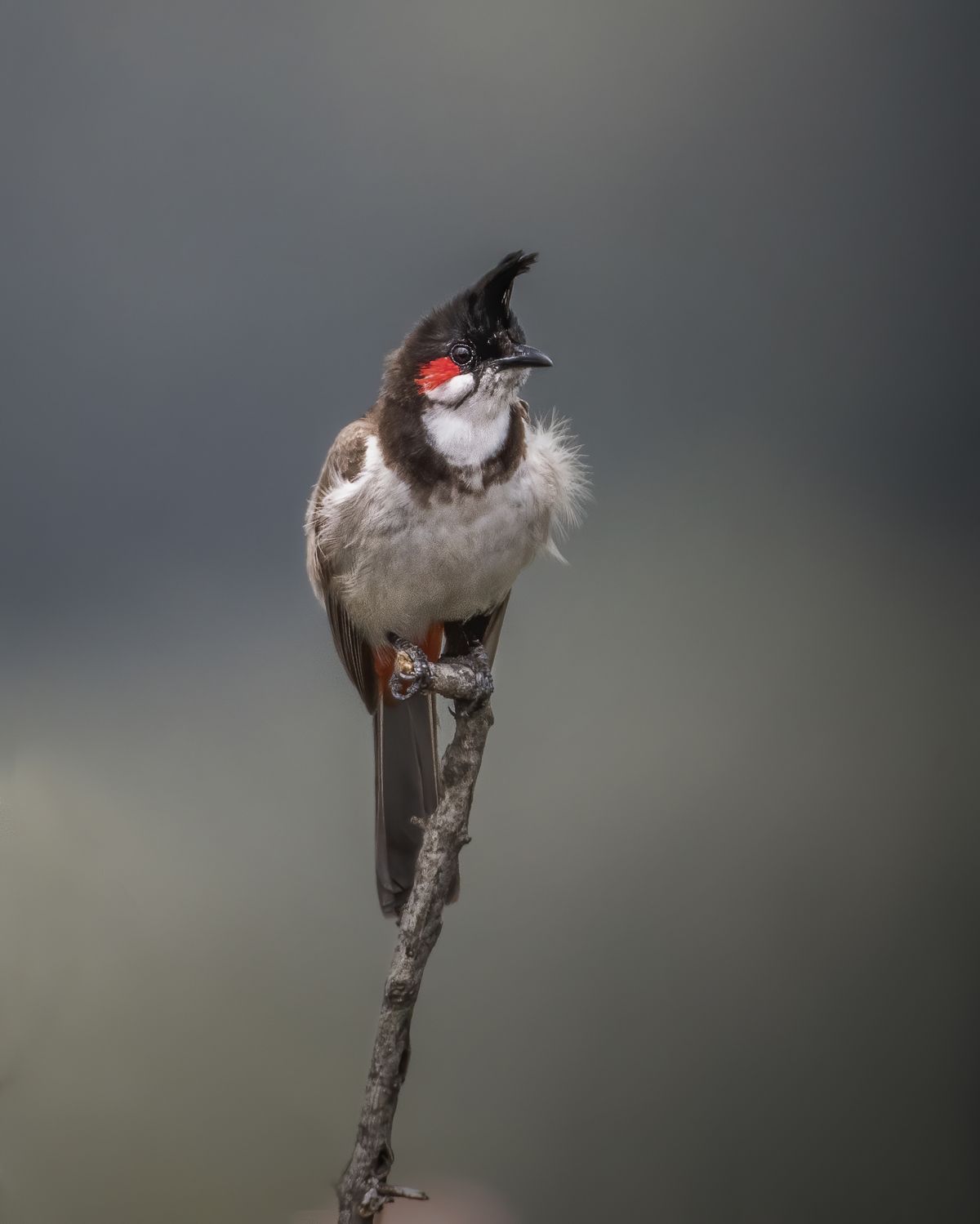 Birds 354