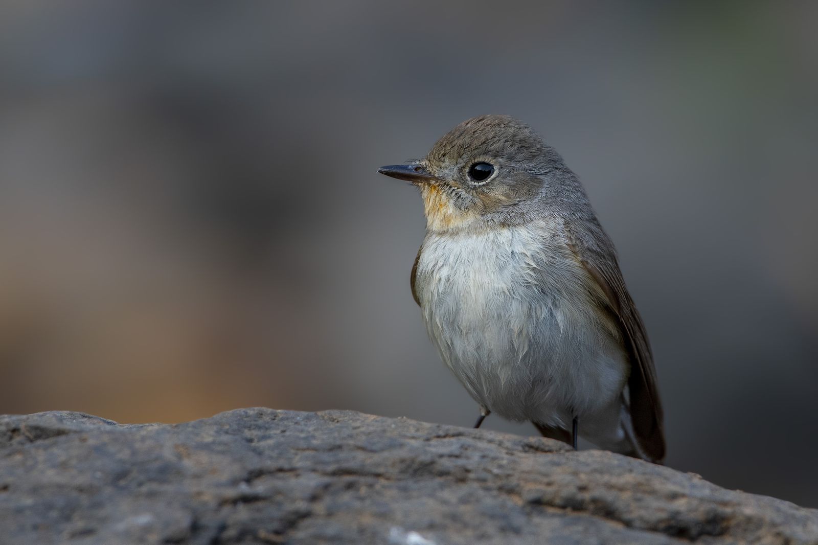 Birds 355