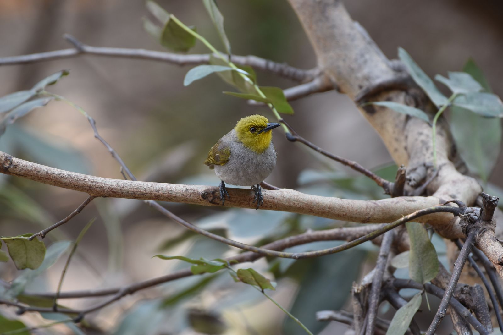 Birds 356