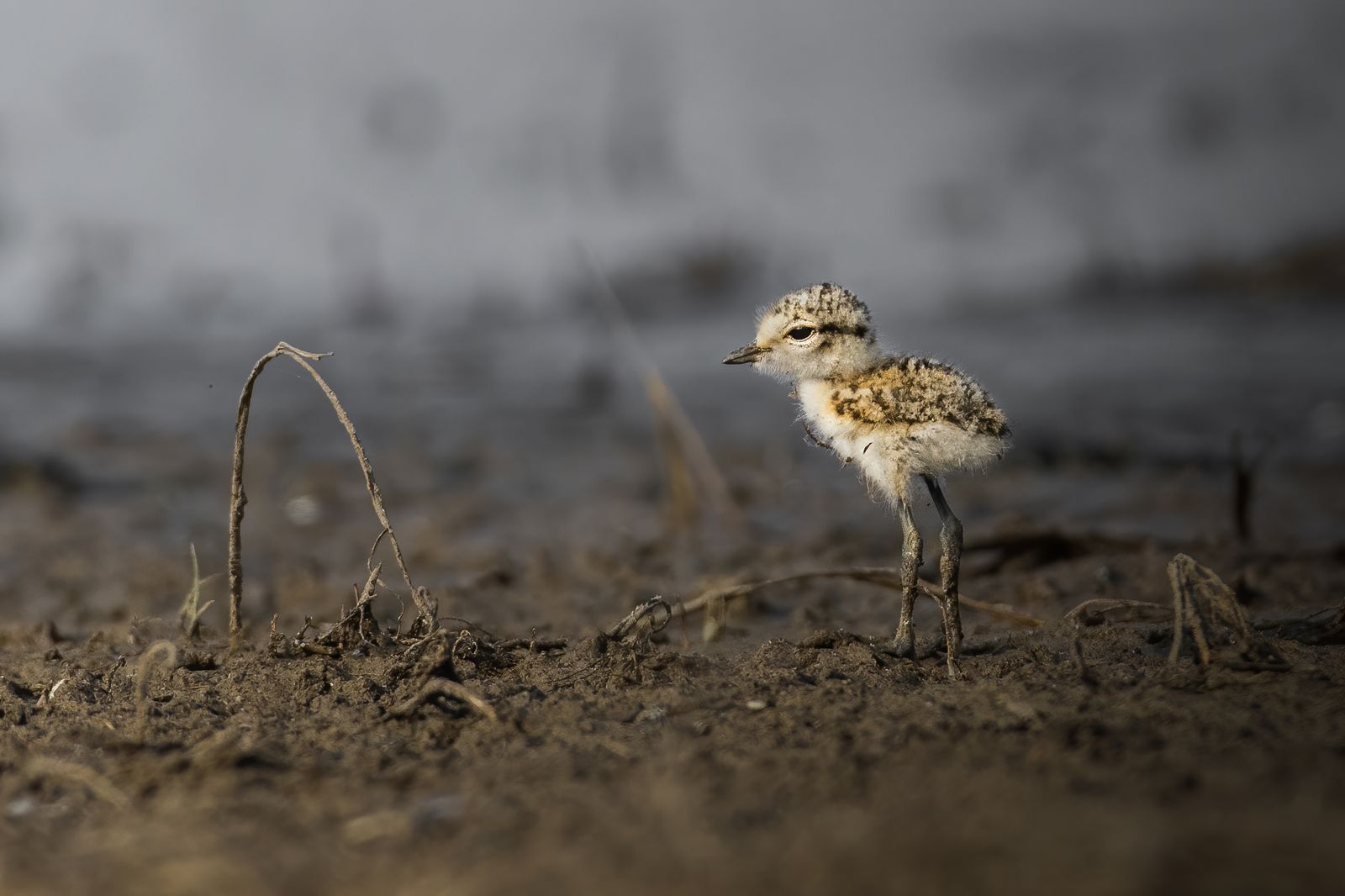 Birds 357