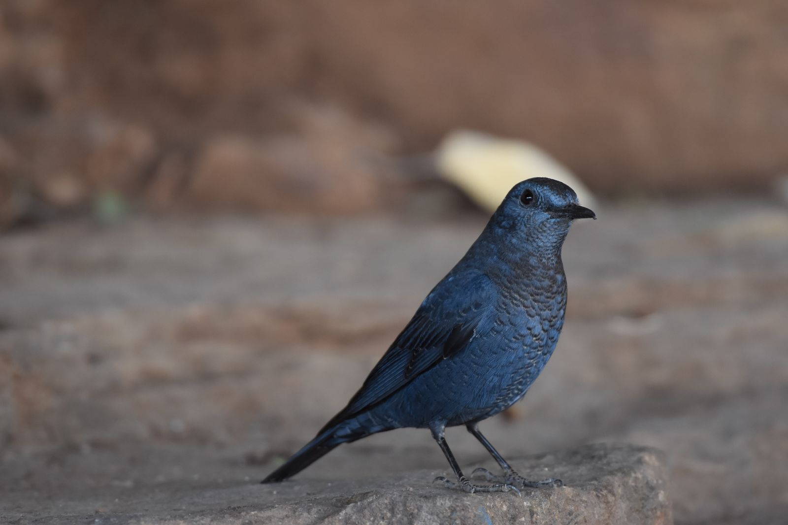 Birds 358