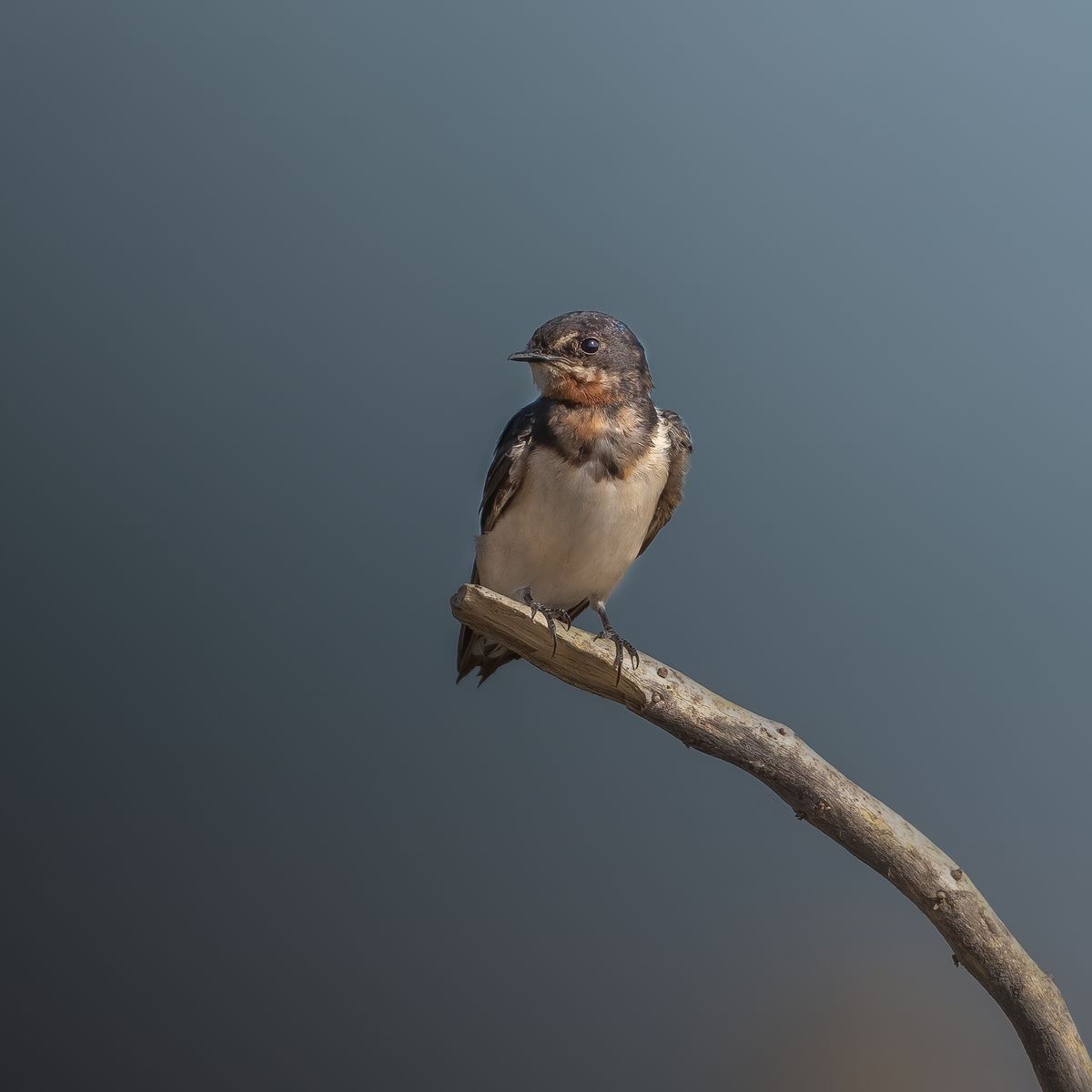 Birds 360