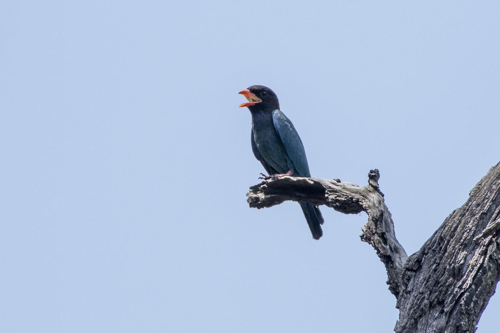 Birds 361