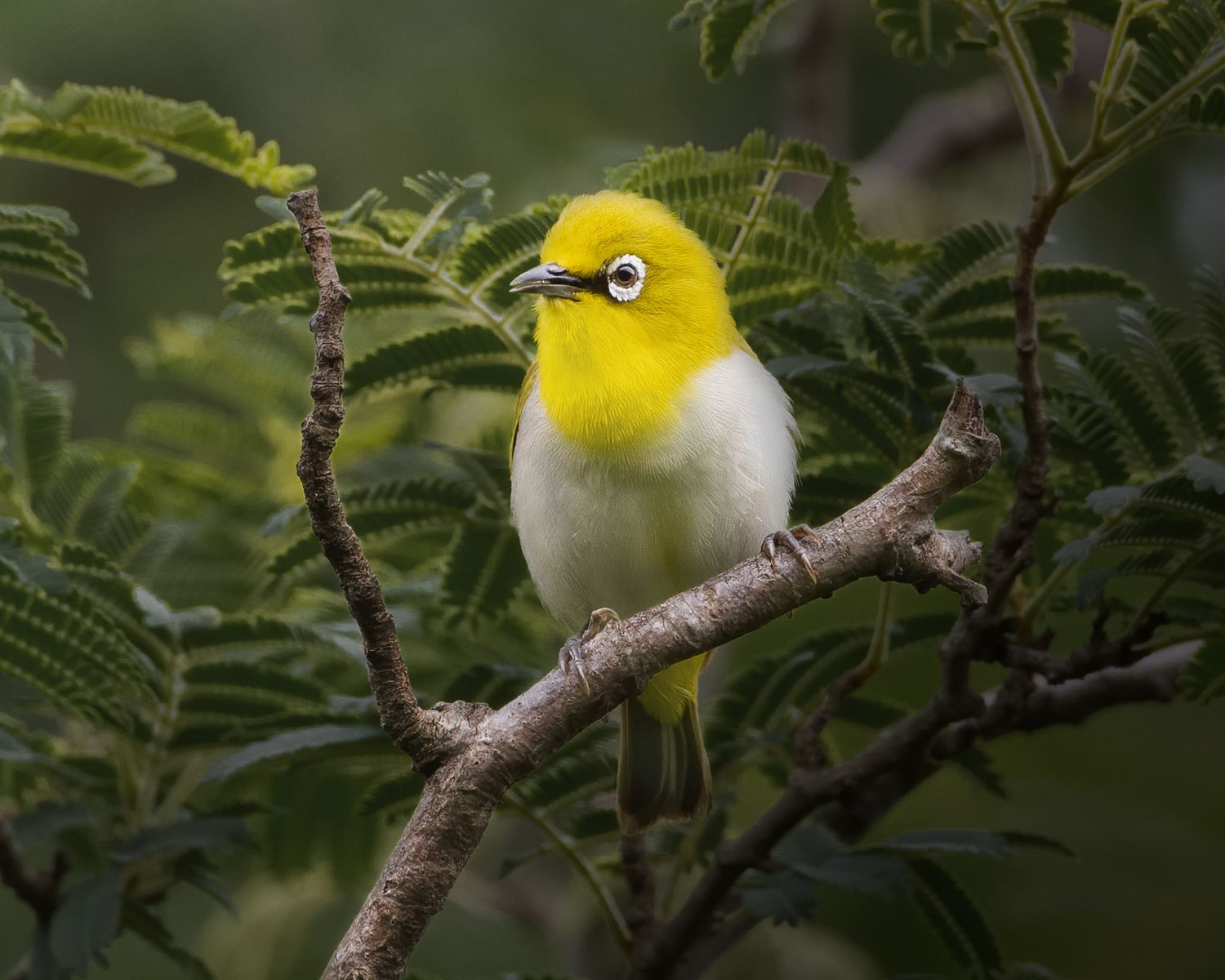 Birds 362