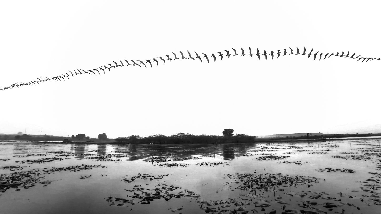 Birds 364