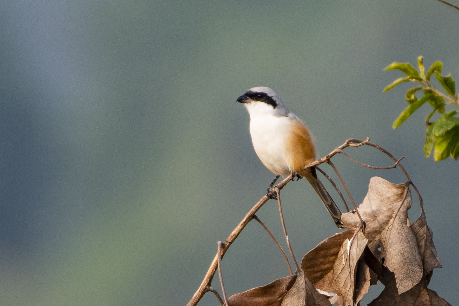 Birds 365