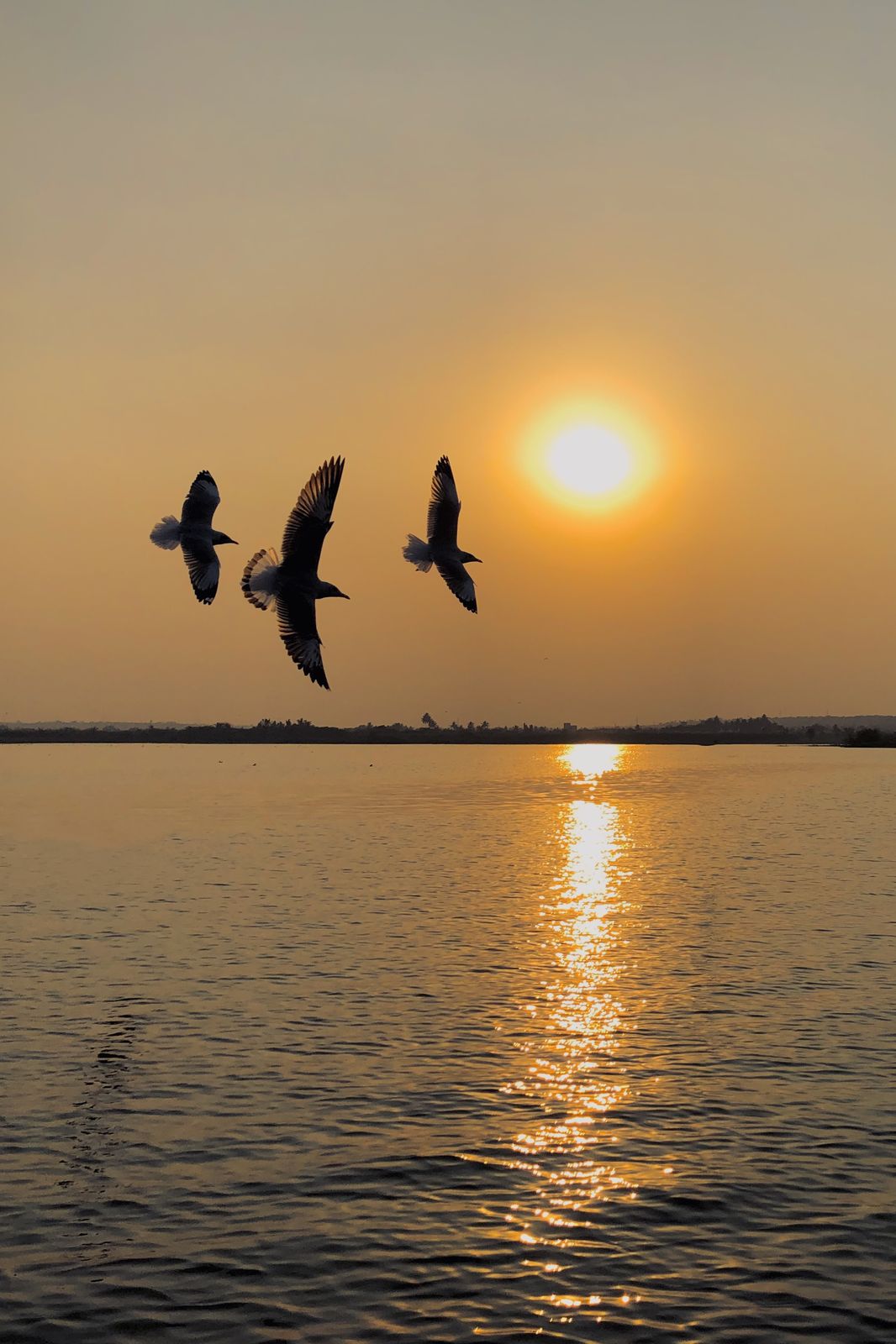 Birds 366