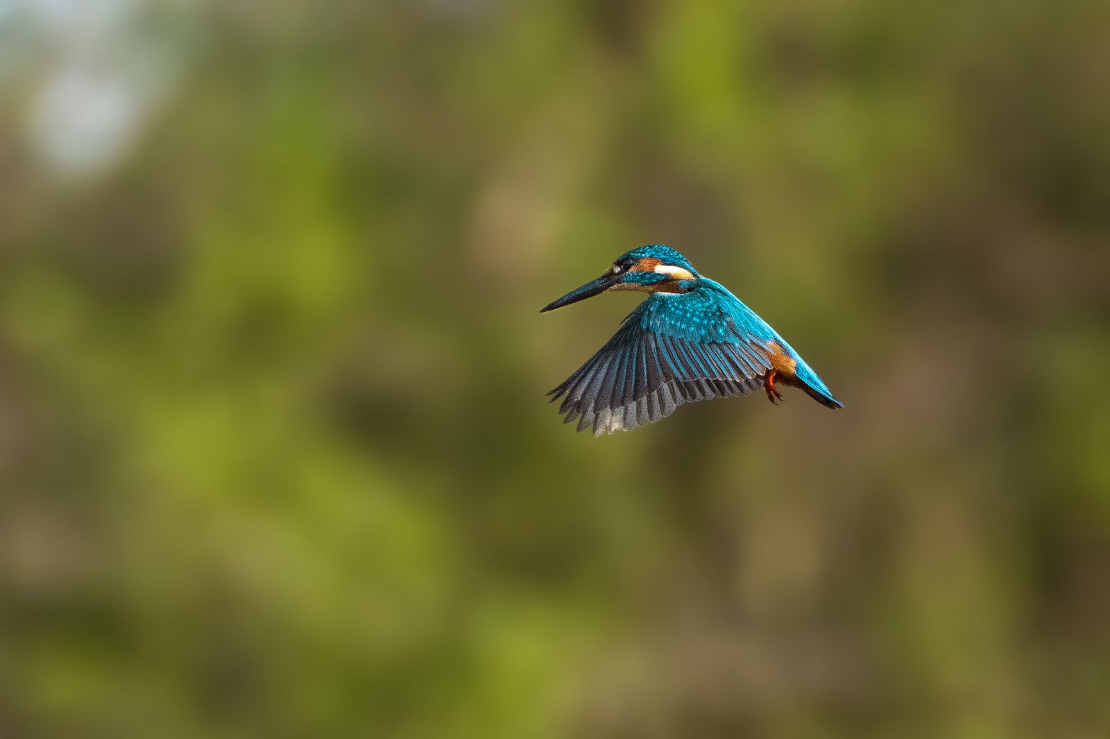 Birds 367