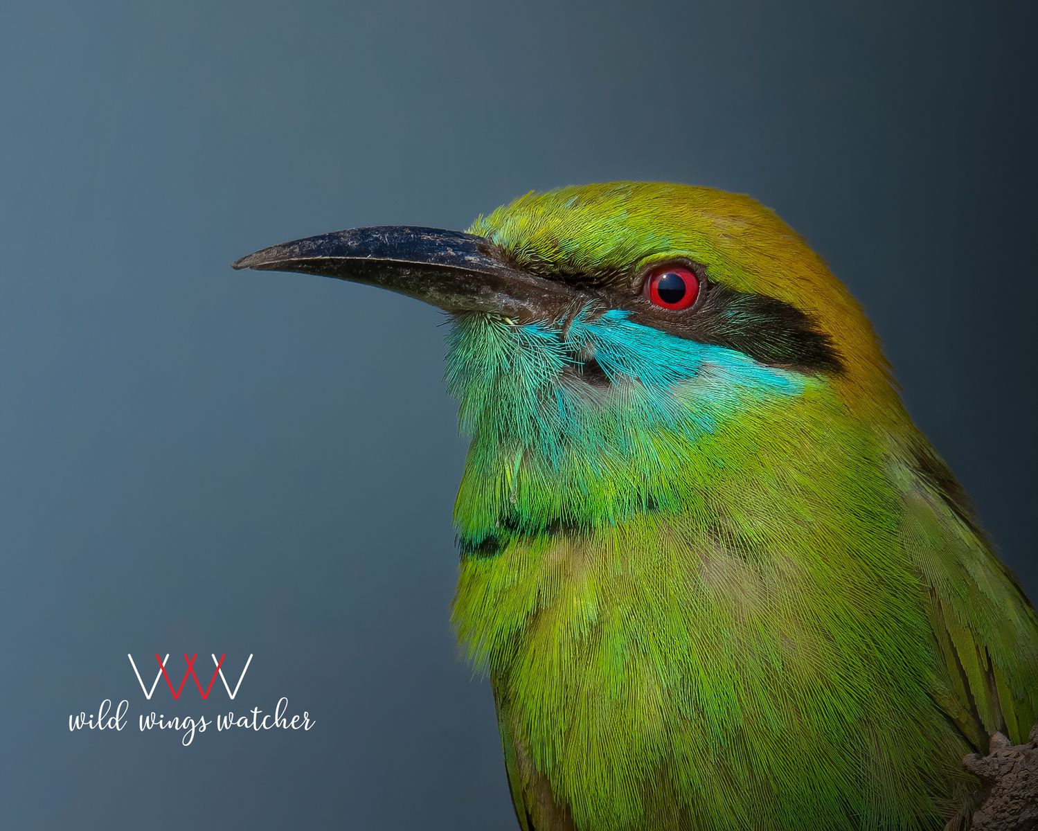Greenbeeeater lookout 001