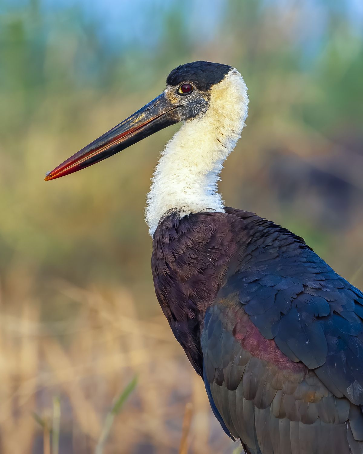 Woolyneckedstork pose 001