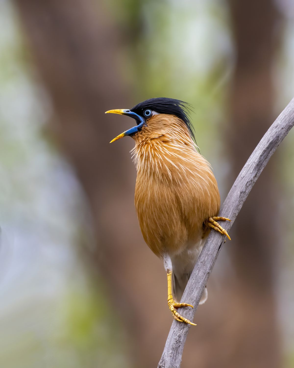 birds 368