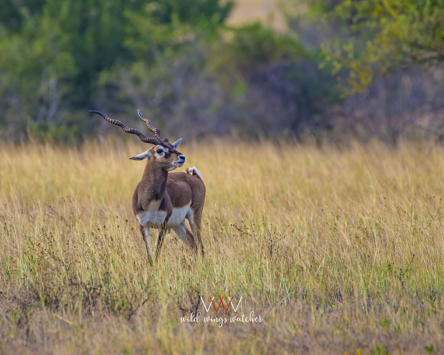 Blackbuck lookout 001