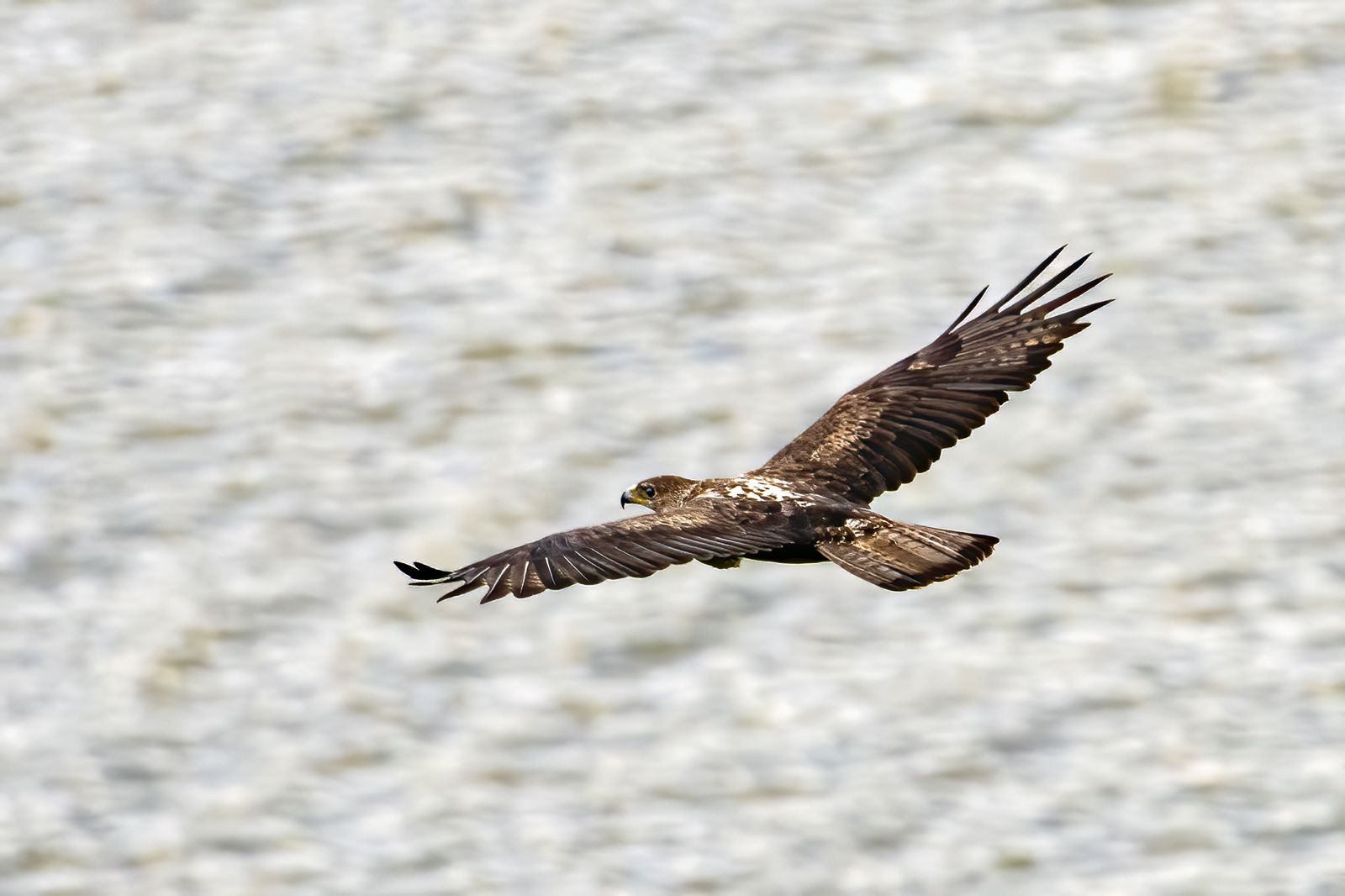 Raptors 053