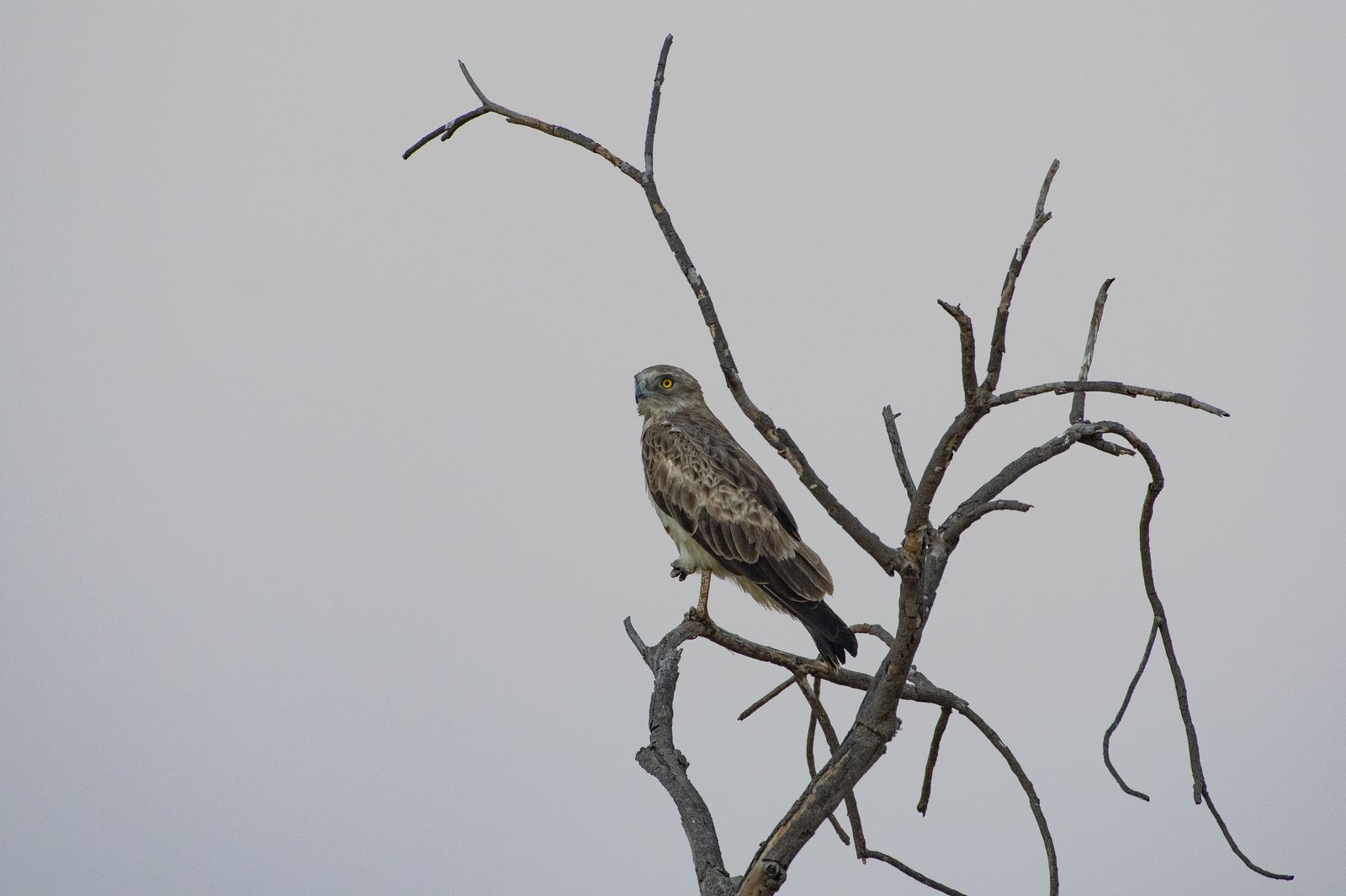 goshawk