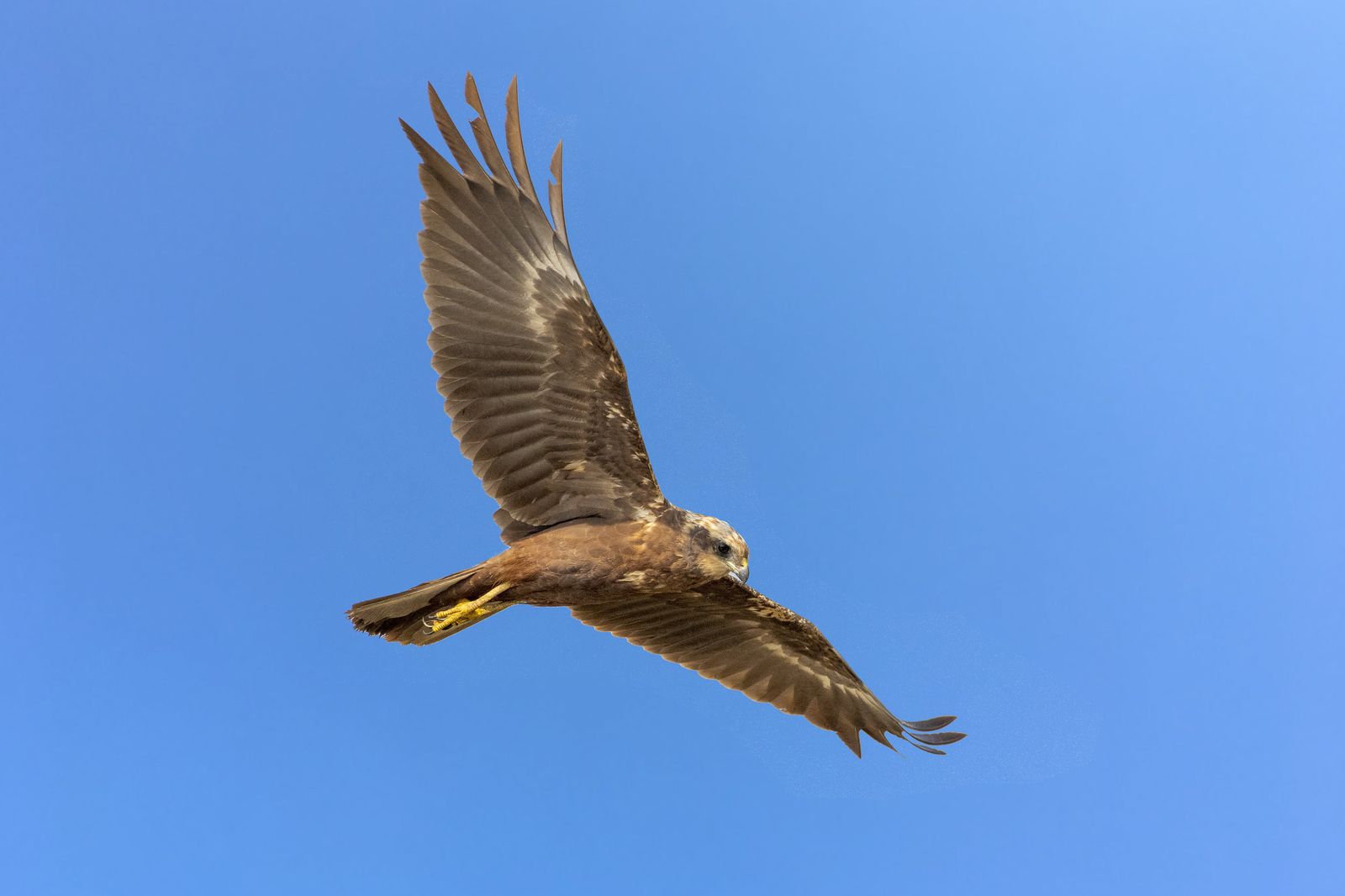 harrier