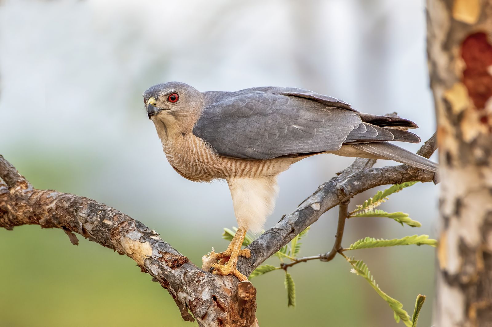 shikra